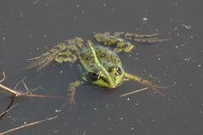 Teichfrosch-7.jpg